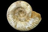 Jurassic Ammonite (Perisphinctes) Fossil - Madagascar #161772-1